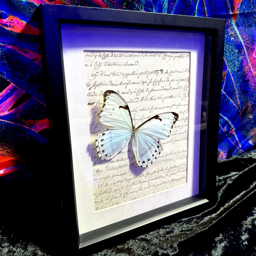 Rare Mint Morpho Butterfly Mounted Taxidermy Framed Wall Art 🦋 - Picture 4 of 13